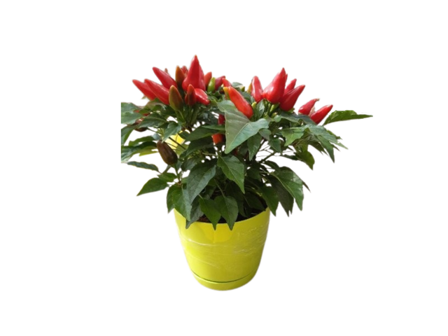 Obrázek produktu Capsicum annuum v deco květináči K13