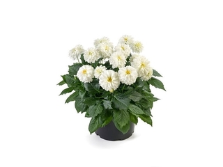 Dahlia K19