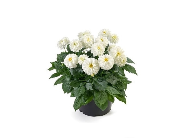 Obrázek produktu Dahlia K19