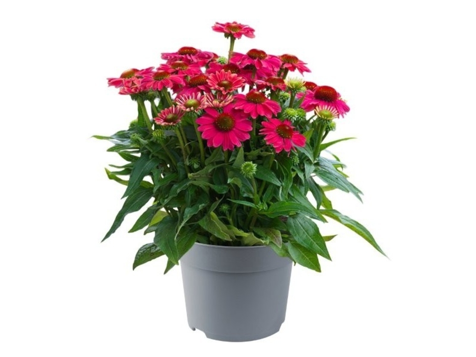 Echinacea K17. EAN: 8595202055450