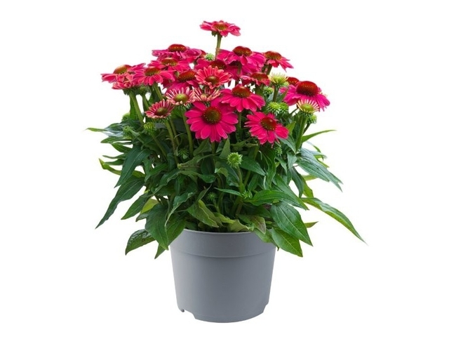 Obrázek produktu Echinacea K17