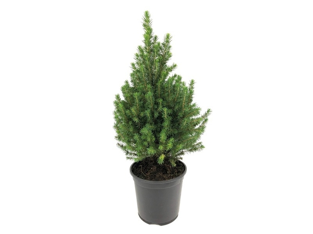 Obrázek produktu Picea glauca 'Conica' K19