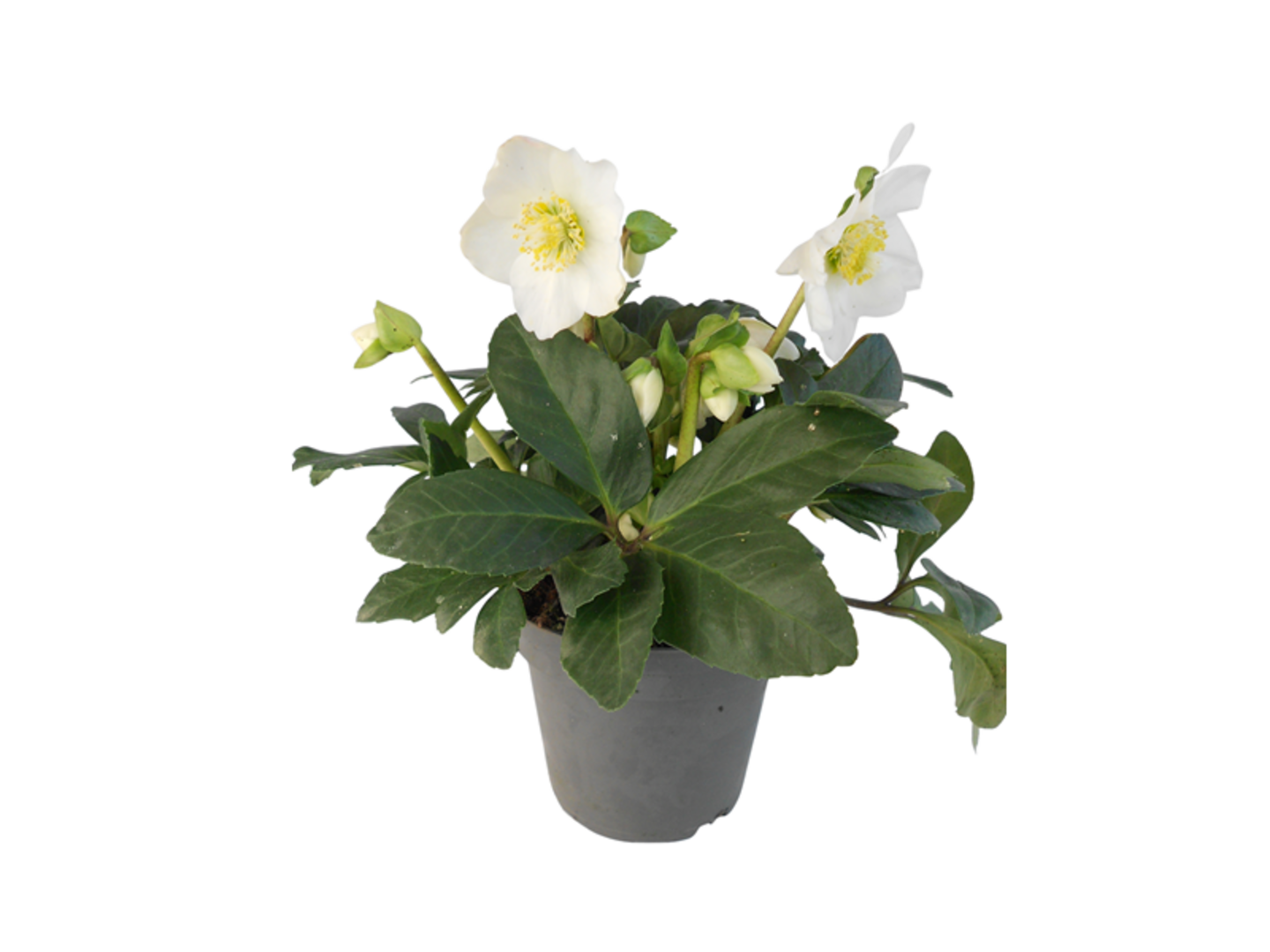 Helleborus niger K12