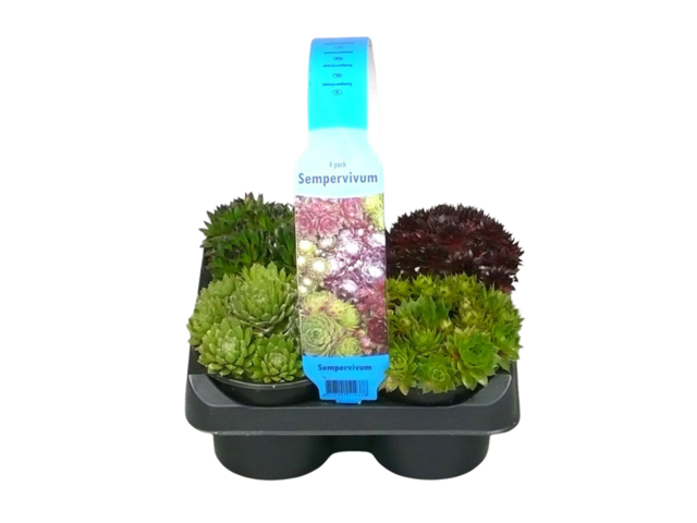 Obrázek produktu Sempervivum 4pack