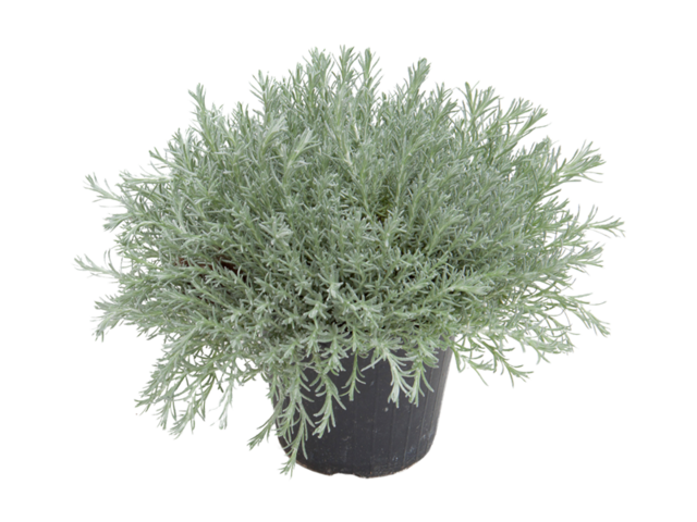 Obrázek produktu Helichrysum K12