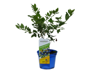 Vaccinium corymbosum 'Jersey', 30+ raná, K2,5l, Konifery