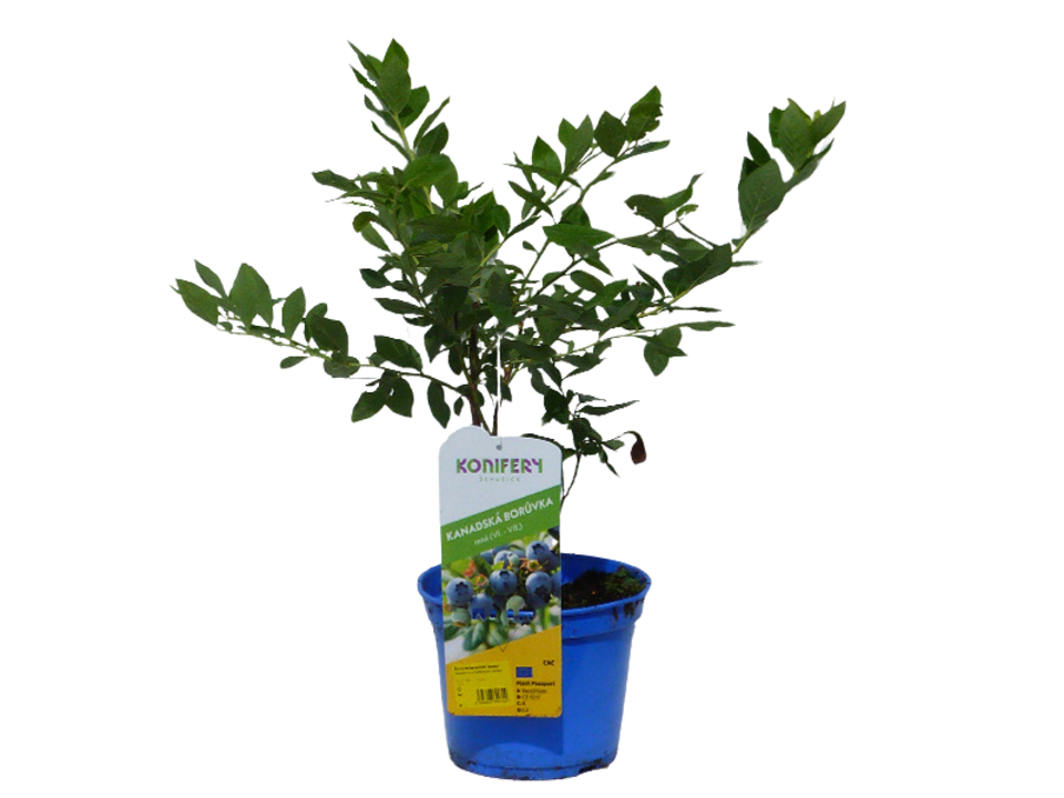 Vaccinium corymbosum 'Jersey', 30+ raná, K2,5l, Konifery. EAN: 8595696600709