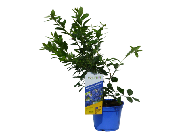 Obrázek produktu Vaccinium corymbosum 'Concord', 30+ středně raná, K2,5l, Konifery