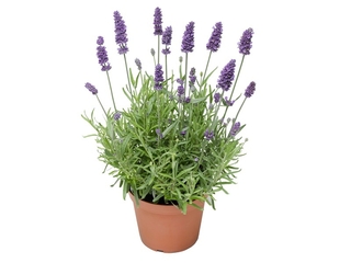Lavandula Aromatico K11
