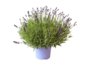 Lavandula dekorační květináč K17