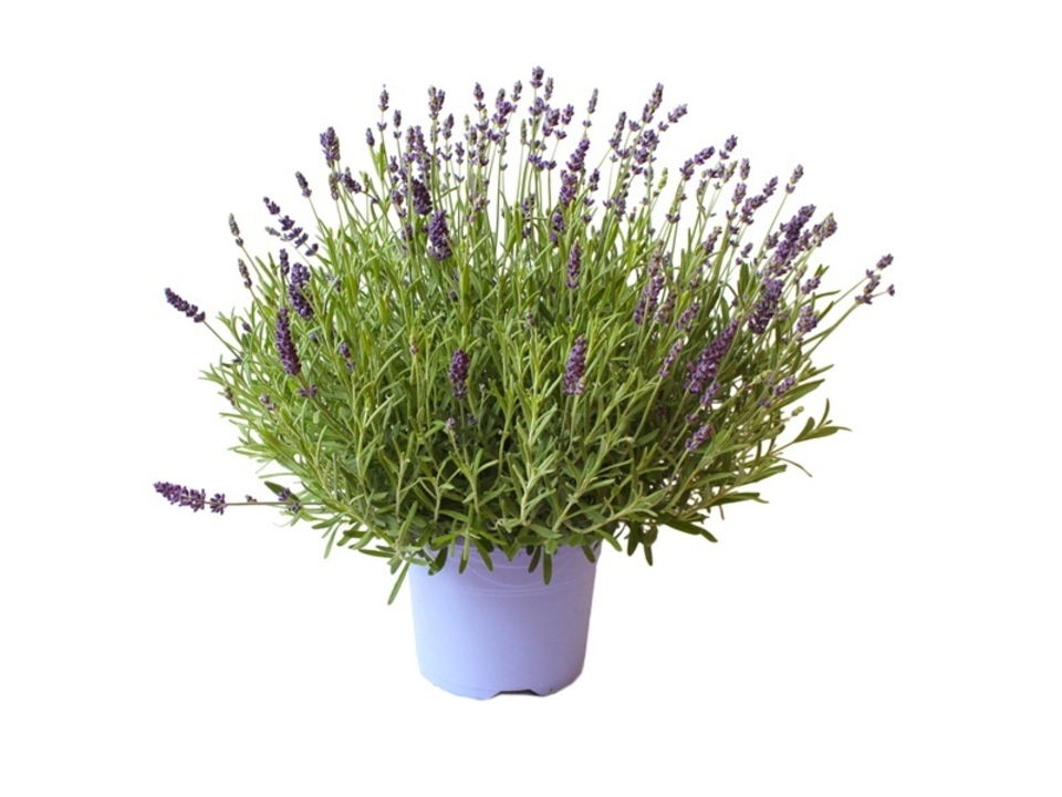 Lavandula dekorační květináč K17. EAN: 8591665422037
