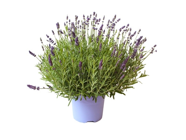 Obrázek produktu Lavandula dekorační květináč K17