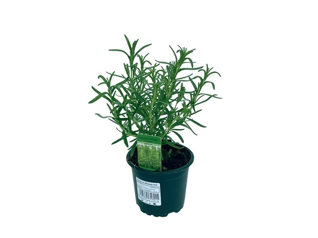 Obrázek produktu Rosmarinus officinalis K11