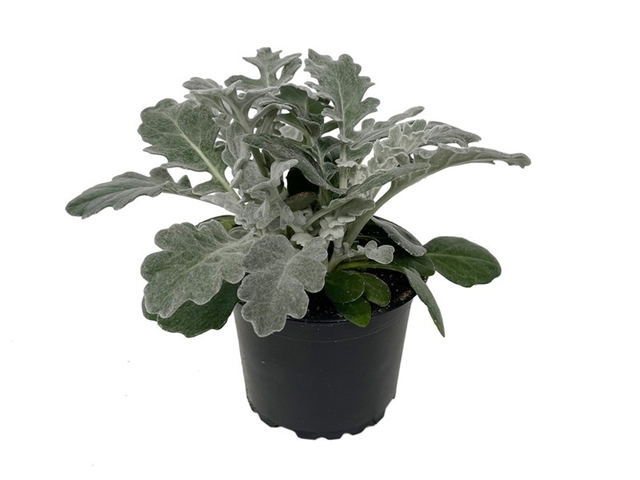 Obrázek produktu Senecio maritima K9