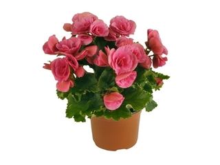 Begonia elatior K12