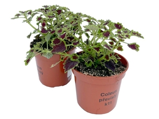 Coleus převislý K11