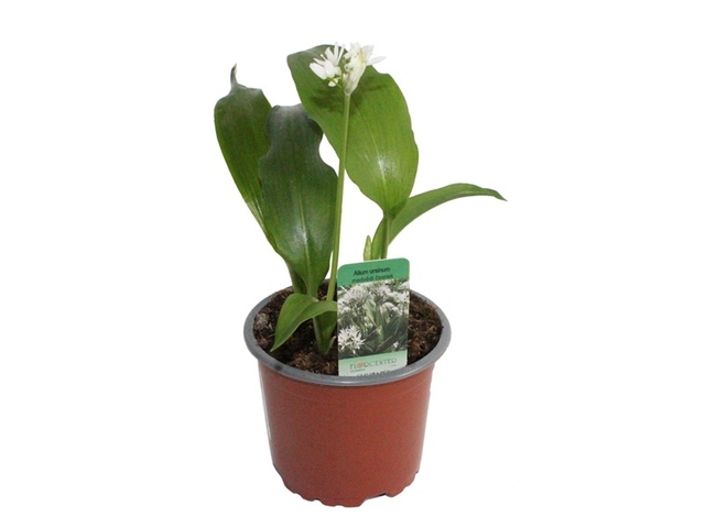 Obrázek produktu Medvědí česnek, Allium urs. K11