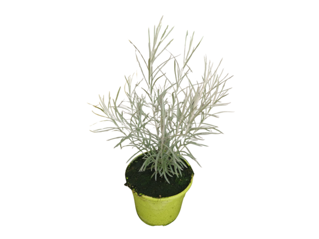 Obrázek produktu Helichrysum (Smil) K14