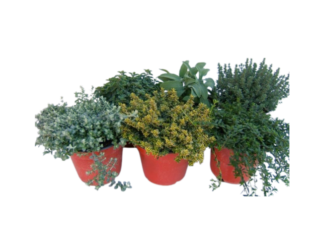Obrázek produktu Rostliny aromatické, sezónní mix, K14