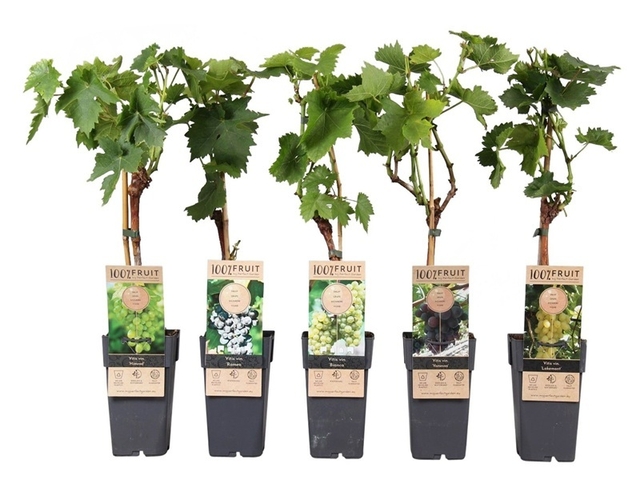Obrázek produktu Vitis K15 mrazuvzdorné variety mix v platě