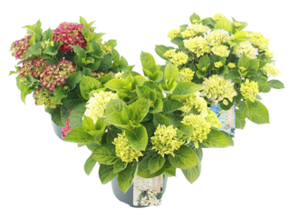 Hydrangea macrophylla (Hortenzie velkolistá) K23 mix barev