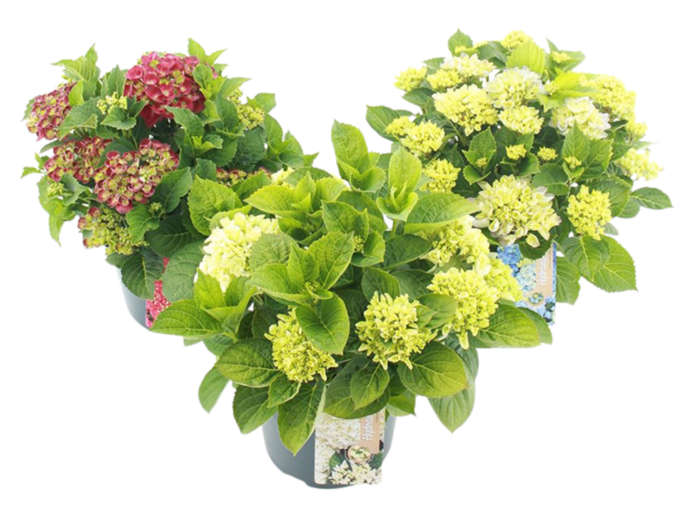 Hydrangea macrophylla (Hortenzie velkolistá) K23 mix barev. EAN: 8595101530072