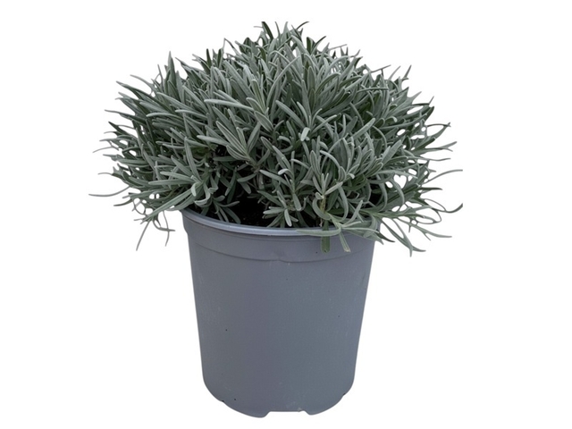 Obrázek produktu Lavandula angustifolia, dentata K18
