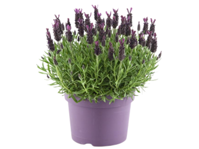 Obrázek produktu Lavandula Stoechas Anouk K19