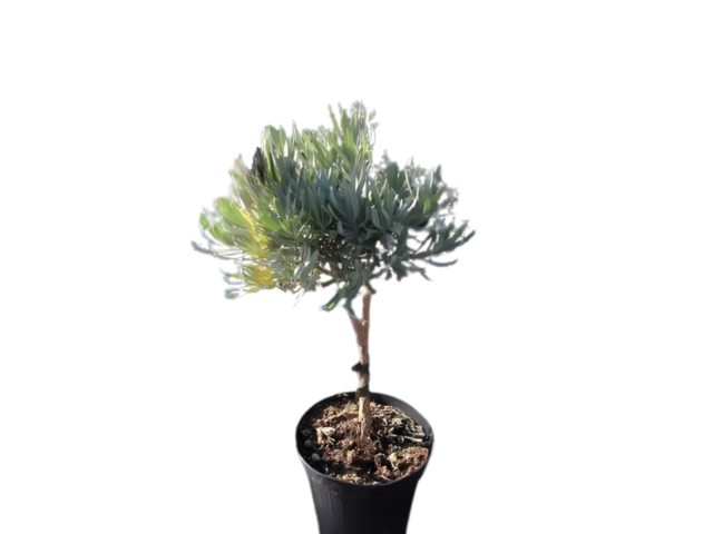 Obrázek produktu Lavandula angustifolia K14 kmínek