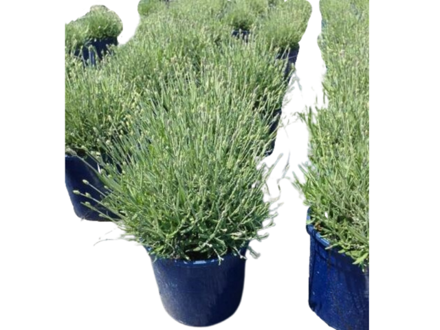 Obrázek produktu Lavandula ang. Hidecote Blue K18