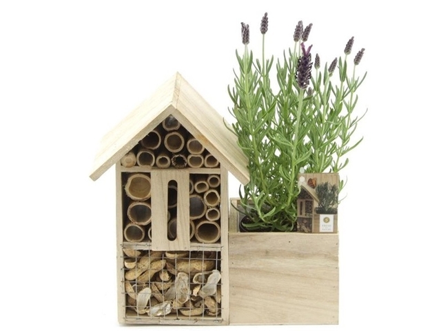 Obrázek produktu Lavandula - hmyzí hotel, výška 25 cm