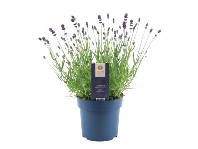 Obrázek produktu Lavandula K15 ang. Felice Collection