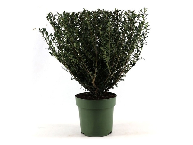 Obrázek produktu Ilex crenata bush (Cesmína vroubkovaná) K21