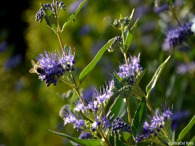 Obrázek produktu Caryopteris clandonensis 'Haevenly Blue' (Ořechokřídlec) 25-30cm K2,5l