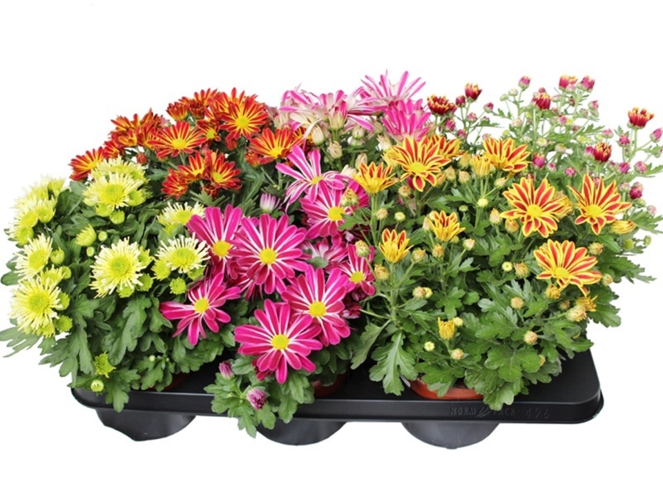 Chrysanthéma indicum řízená K14. EAN: 8591665310228