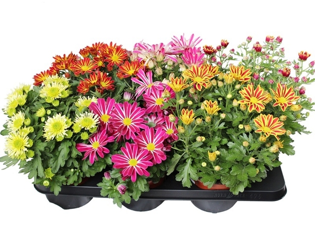 Obrázek produktu Chrysanthéma indicum řízená K14