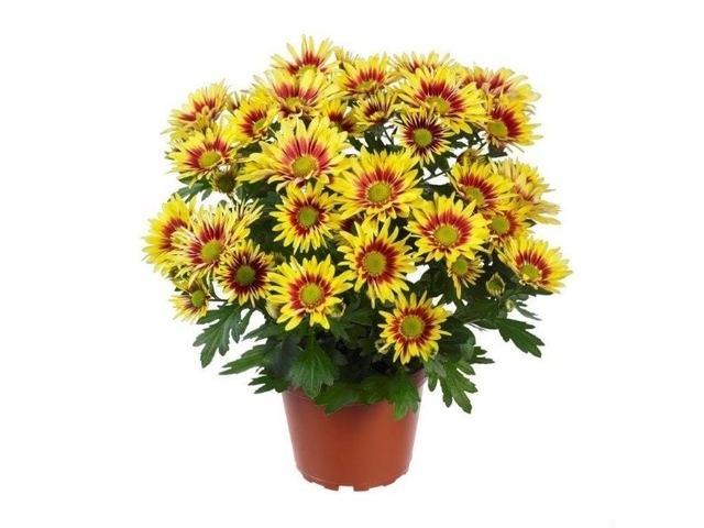 Obrázek produktu Chrysanthéma řízená, vícebarevný květ K12