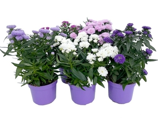 Aster Novi-Belgii K10