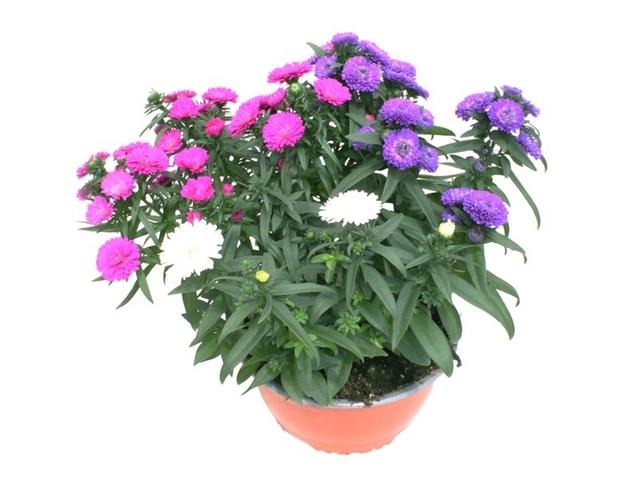 Obrázek produktu Aster Novi - Belgii Trio miska K17