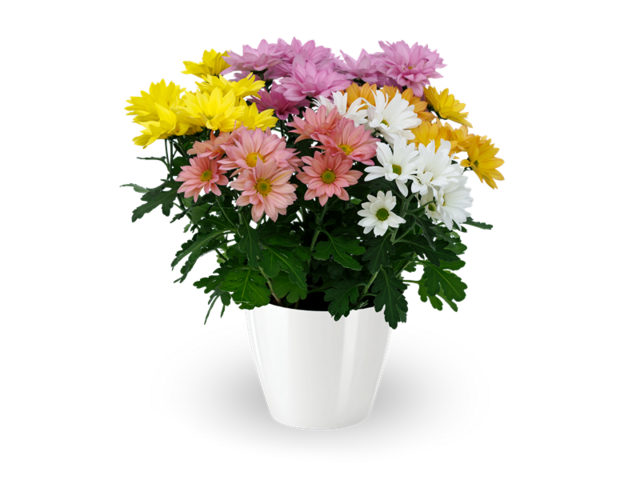 Obrázek produktu Chrysanthéma řízená 4 barvy K15
