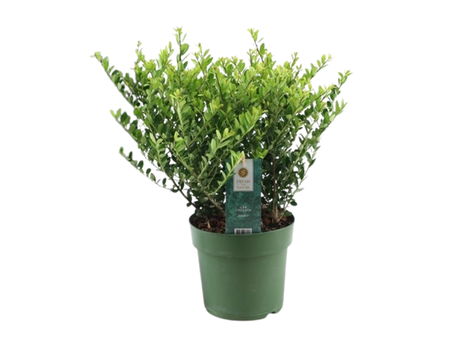Obrázek produktu Ilex crenata ´Glory Gem´ K17