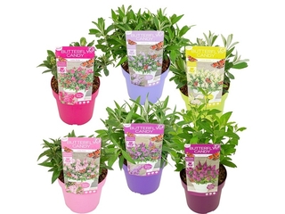 Buddleja Butterfly Candy K19