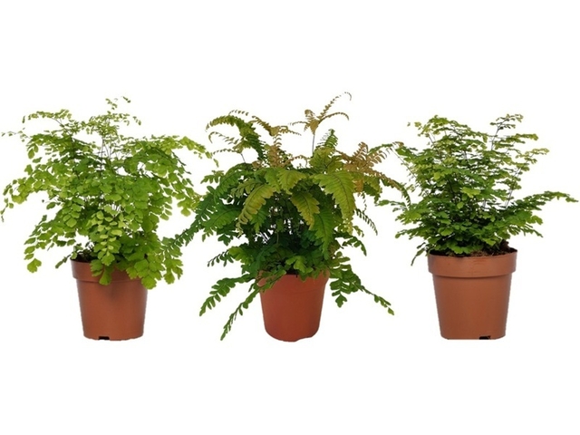 Obrázek produktu Adiantum (Netík) mix K12