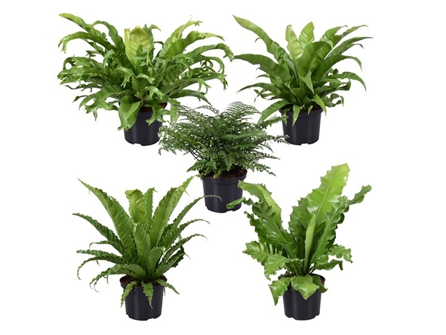 Obrázek produktu Asplenium (Sleziník) mix K23