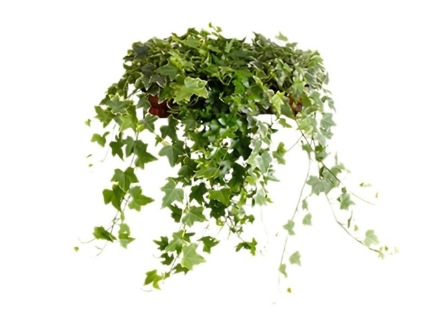 Obrázek produktu Hedera (Břečťan) mix K13