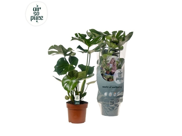 Obrázek produktu Monstera deliciosa (Monstera) K17