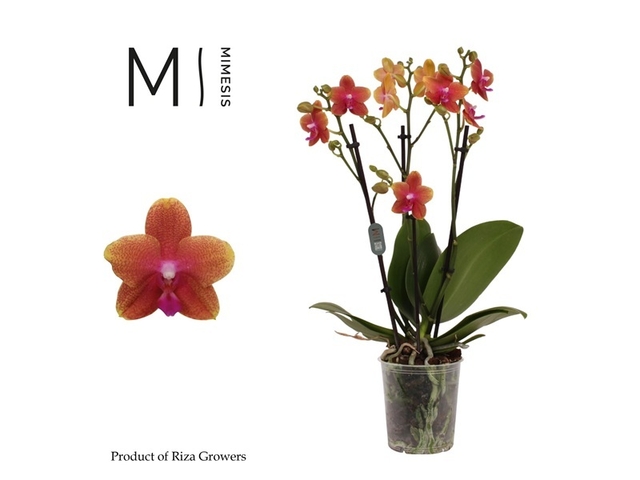 Obrázek produktu Phalaenopsis 'Bolgheri' 3výhonný, vonný (Orchidej) K12