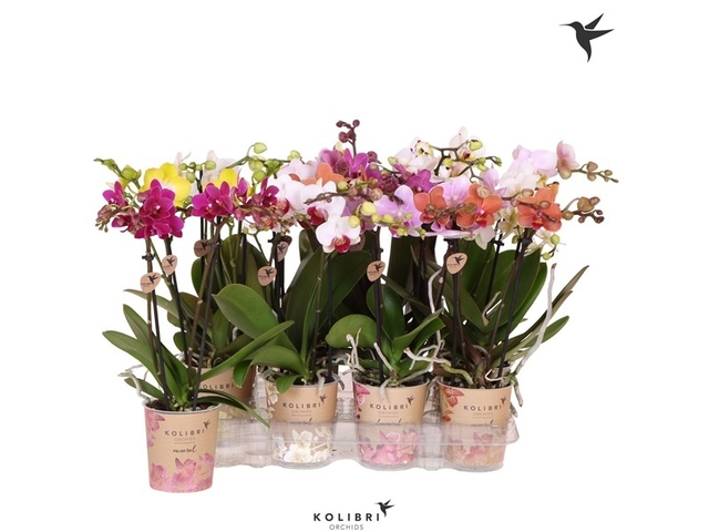 Obrázek produktu Phalaenopsis 2výhonný (Orchidej) mix K9
