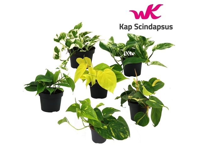 Obrázek produktu Scindapsus (Potos/Šplhavník) mix K12