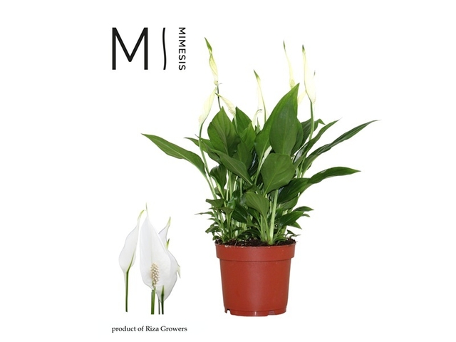 Obrázek produktu Spathiphyllum 'Bellini' (Toulcovka/Lopatkovec) K13